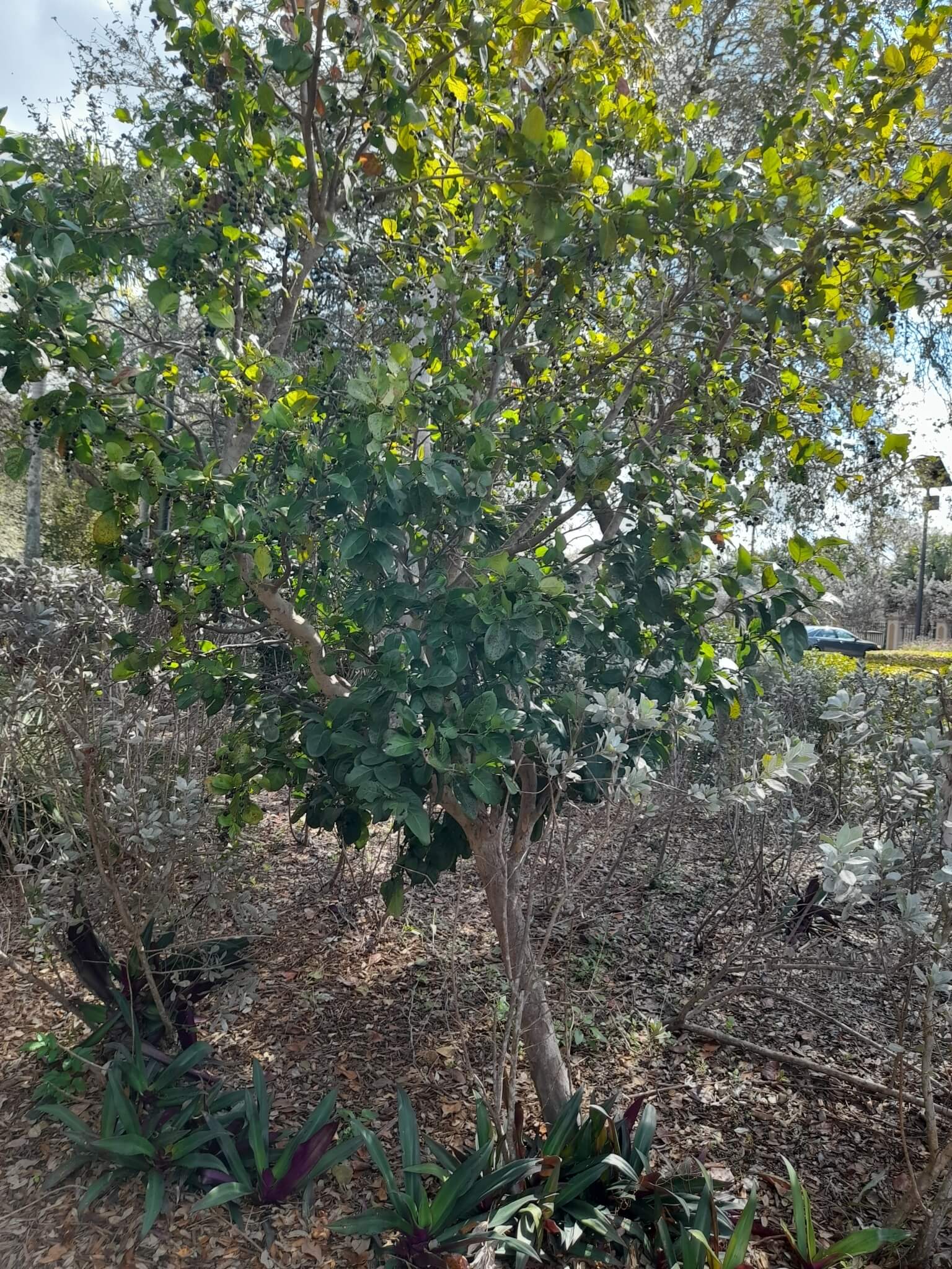 Coccoloba diversifolia